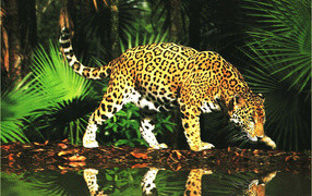 Леопард в джунглях