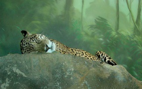 Гепард в джунглях