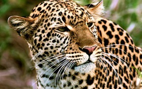 Пятнистый тигр