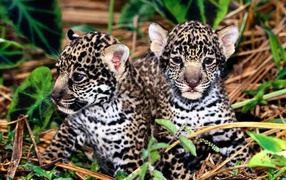Детеныши леопарда