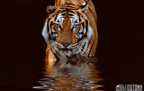 Тигр в воде