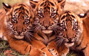 Большие кошки