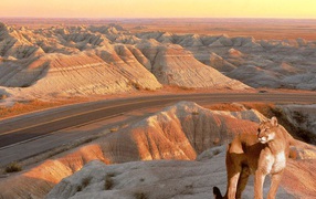 Львица красавица