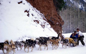 Гонки на собаках