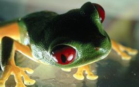 Лягушка Самая ядовитая лягушка
