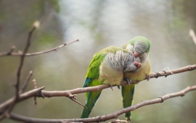 Bird's love
