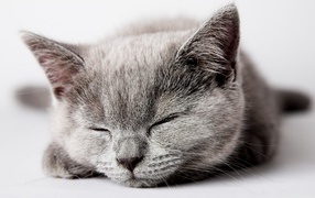 Спящий серый котенок