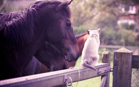 Лошадь и кошка