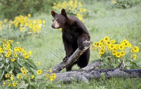 Bear among the flowers