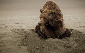 Медведь закапывается в песок