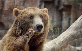 Bear waving his paw