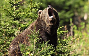 The bear opened the mouth
