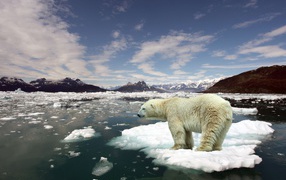 Белый медведь стоит на льдине