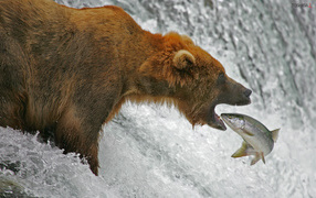 	 Bear fishing salmon