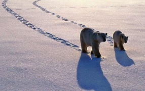 Полярные медведь с медвежонком
