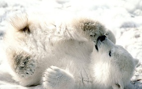 Белый медвежонок сосет лапу