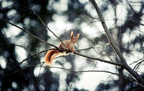 Squirrel in the autumn wood
