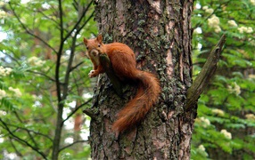 Squirrel on a big tree