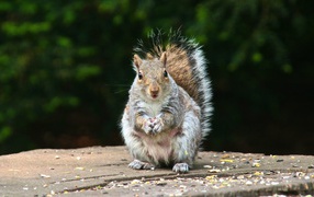 Squirrel on a stub