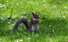 Squirrel with a branch