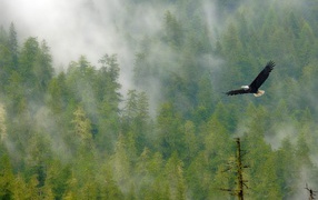 An eagle flies over the forest