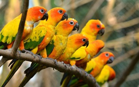 Оранжевые попугаи сидят в ряд