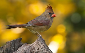 Птица Кардинал на пне