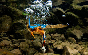 Птица нырнула в воду