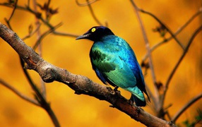 Птица изумрудного цвета