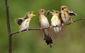 Птичка кормит птенцов на ветке
