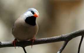 Bird with an orange beak