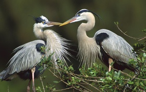Птицы, цапли
