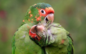 Cute pair of parrots