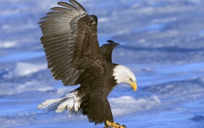 Eagle attacks prey