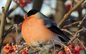 Finch eats frozen berries