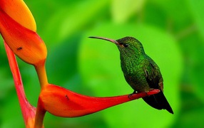 Humming-bird on a flower