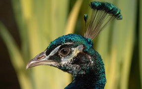 Look of a peacock