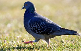 Pigeon on a grass