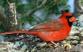 Красно грудая птица