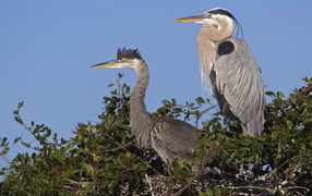 Венецианская цапля на гнезде