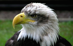 The head of an eagle