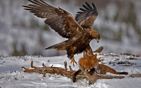Орел ловит лису