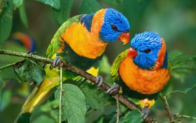Yellow blue parrots