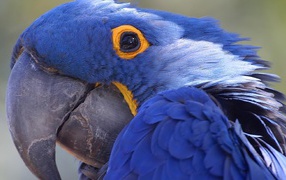 Амазонский синий попугай