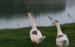 Гуси идут к воде