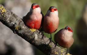	 Three red breast birds
