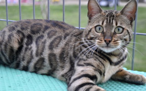 Красивый серебристый бенгальский кот