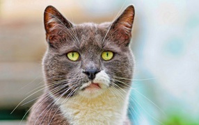 Кот с ухмылкой