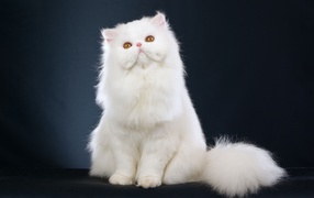 A fluffy white cat looking up