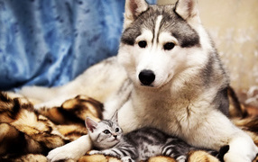 Большой пёс и маленький кот